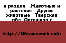  в раздел : Животные и растения » Другие животные . Тверская обл.,Осташков г.